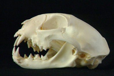 Alimentation du chat - 2mn 43s